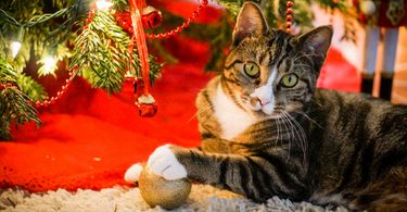 10 Cats That Almost Destroyed Christmas