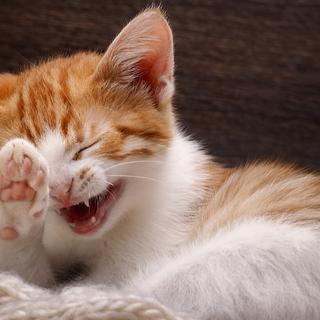 15 Purr-Fect Cat Puns For Cat Lovers