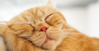 The Enigmatic Slumber: Why Do Cats Sleep So Much?