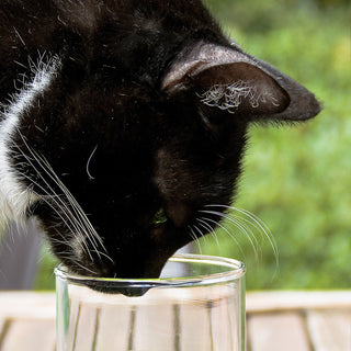 5 Funny Cats Drinking Water From Glasses