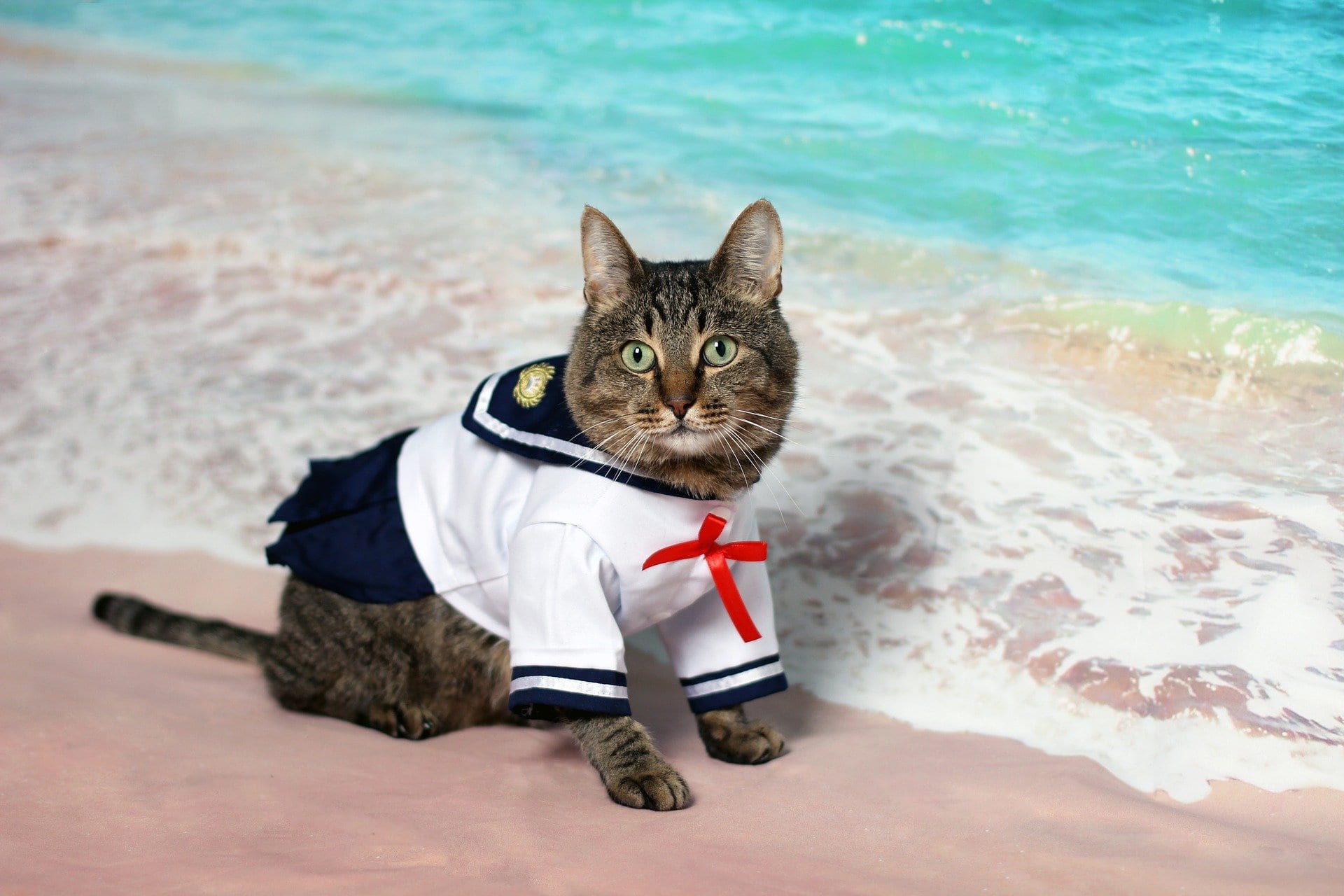 Summer Wear Clothes for Cats