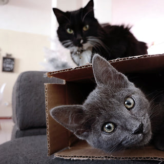 Cats And Cardboard Boxes: 15 Cats That Just Couldn't Resist