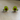 Avocato earrings featuring a cute green avocado-shaped cat with a brown seed belly.