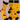 Halloween Cat Socks, I'm Here For The Treats Black Cat Halloween Socks