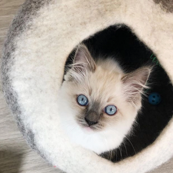 Luxurious round cave made of natural wool blend, a cozy retreat for your cat