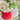 Christmas Gifts For Cat Parents, Cat Christmas Tree Ornaments Made Of Soft Velvet And Sold In A Set Of 3
