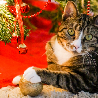 10 Cats That Almost Destroyed Christmas