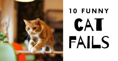 10 Cat Fails To Make You Laugh Today