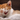 15 Purr-Fect Cat Puns For Cat Lovers