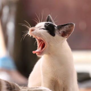 Annoying Cat Behaviors and How to Stop Them