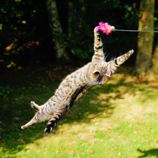Toys for Playful Cats