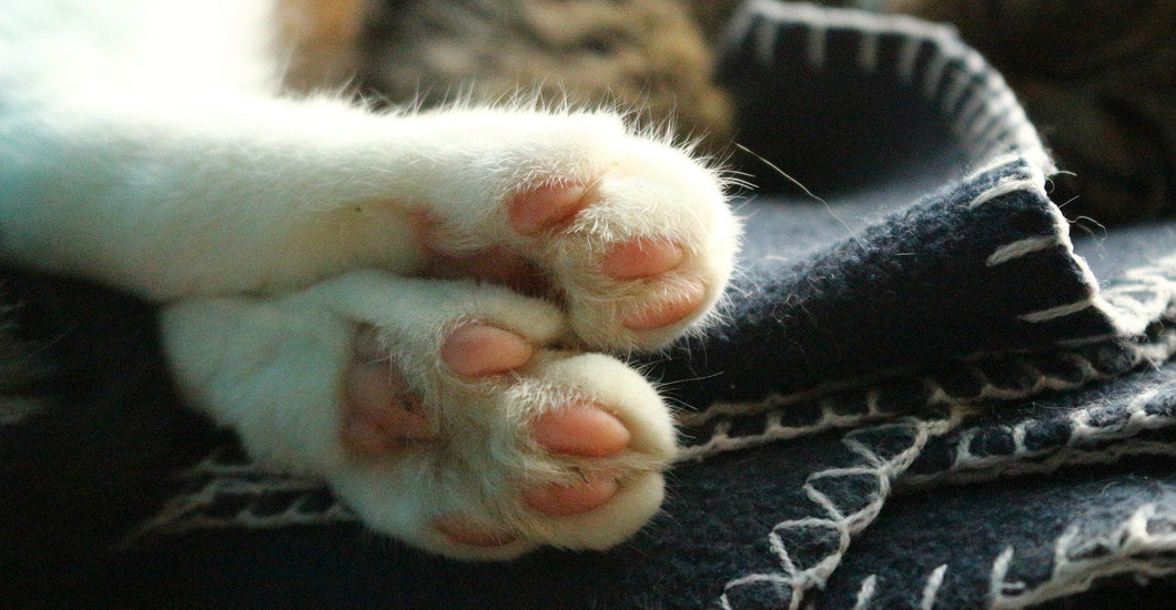 5 Ways to Take Care of Your Cat's Paws Purrs and Whiskers