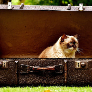 travelling with a cat