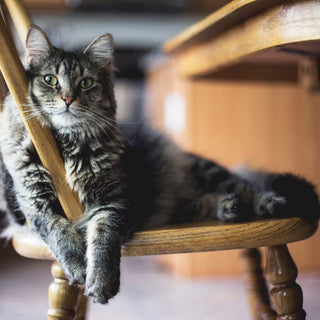 protect your furniture from cats
