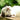 Cat Behavior Explained