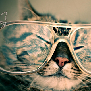 Shop our selection of 10 must have cat themed accessories for cat lovers for the summer time!