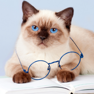Cats With Jobs: 5 Cats Who Landed Their Dream Job