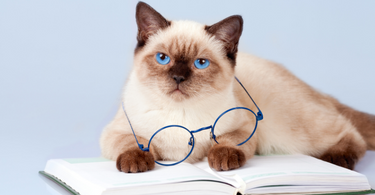 Cats With Jobs: 5 Cats Who Landed Their Dream Job