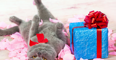 How to Throw Your Cat A Birthday Party