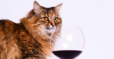 Purrfect Pairings: The Top 8 Gifts For Cat Lovers Who Also Love Wine