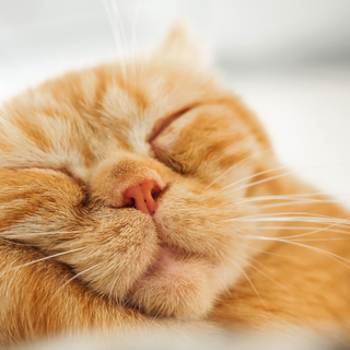 The Enigmatic Slumber: Why Do Cats Sleep So Much?