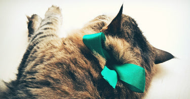 10 Best Christmas Gifts for Cat Lovers
