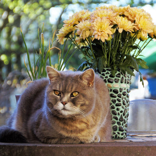 Cats and House Guests, How to Help Your Cat Deal With House Guests