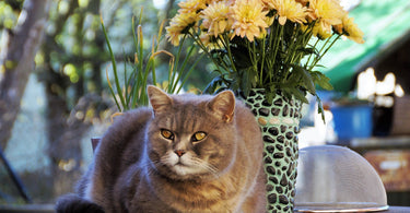 Cats and House Guests, How to Help Your Cat Deal With House Guests