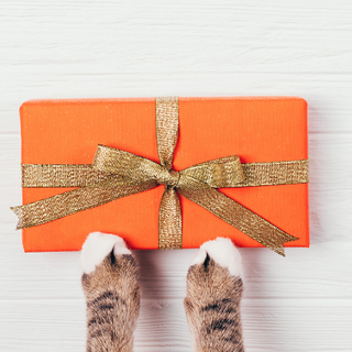 10 Best Gifts For Cat Lovers