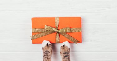 10 Best Gifts For Cat Lovers