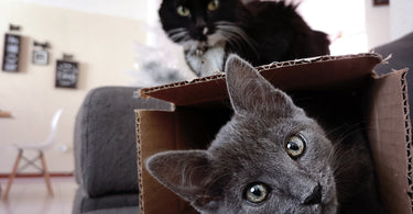 Cats And Cardboard Boxes: 15 Cats That Just Couldn't Resist