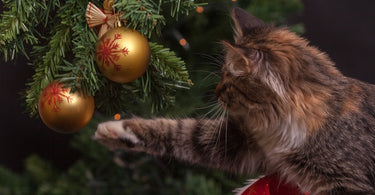Cat Proof Your Christmas Tree