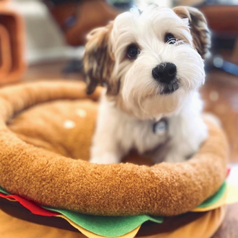 Close-up of a dog lounging comfortably in the Burger Pet Bed