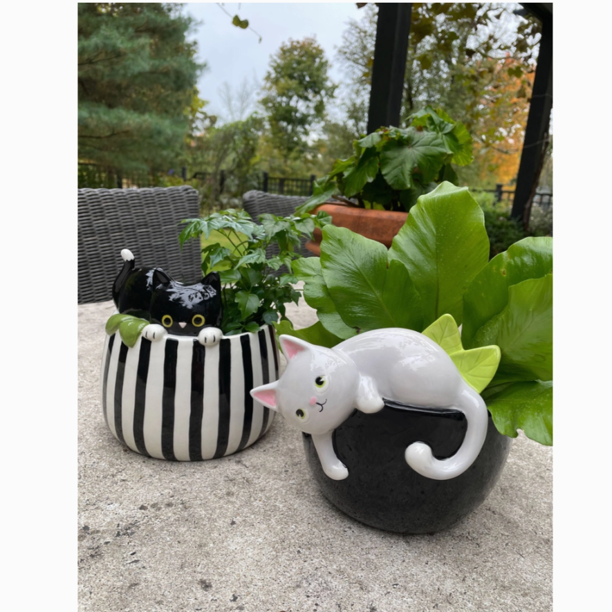 Whimsical black and white striped pot featuring a sly black cat, creating a delightful and eye-catching botanical showcase.