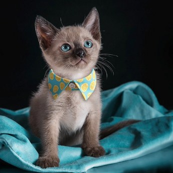 Cat wearing the Preppy Cat Collar with bright light blue and lemon print.