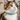 Rubber Duck Cat Collar