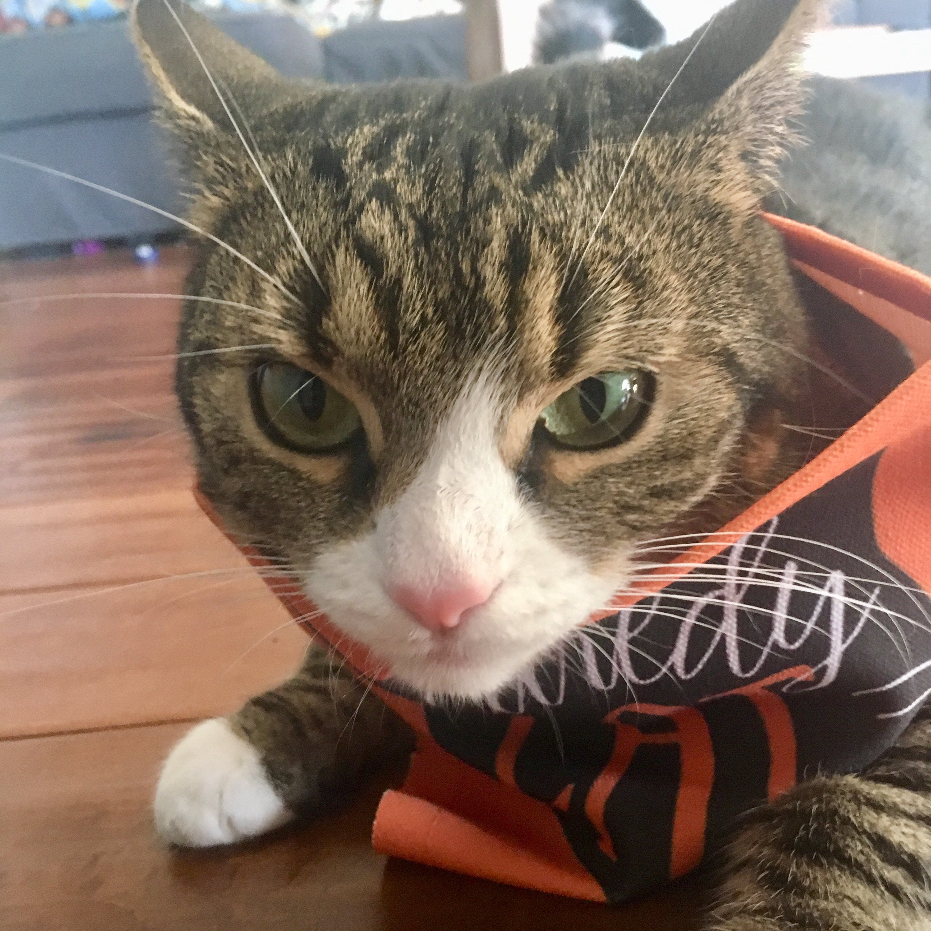 Funny Cat Outfits, Scaredy Cat Bandana Collar