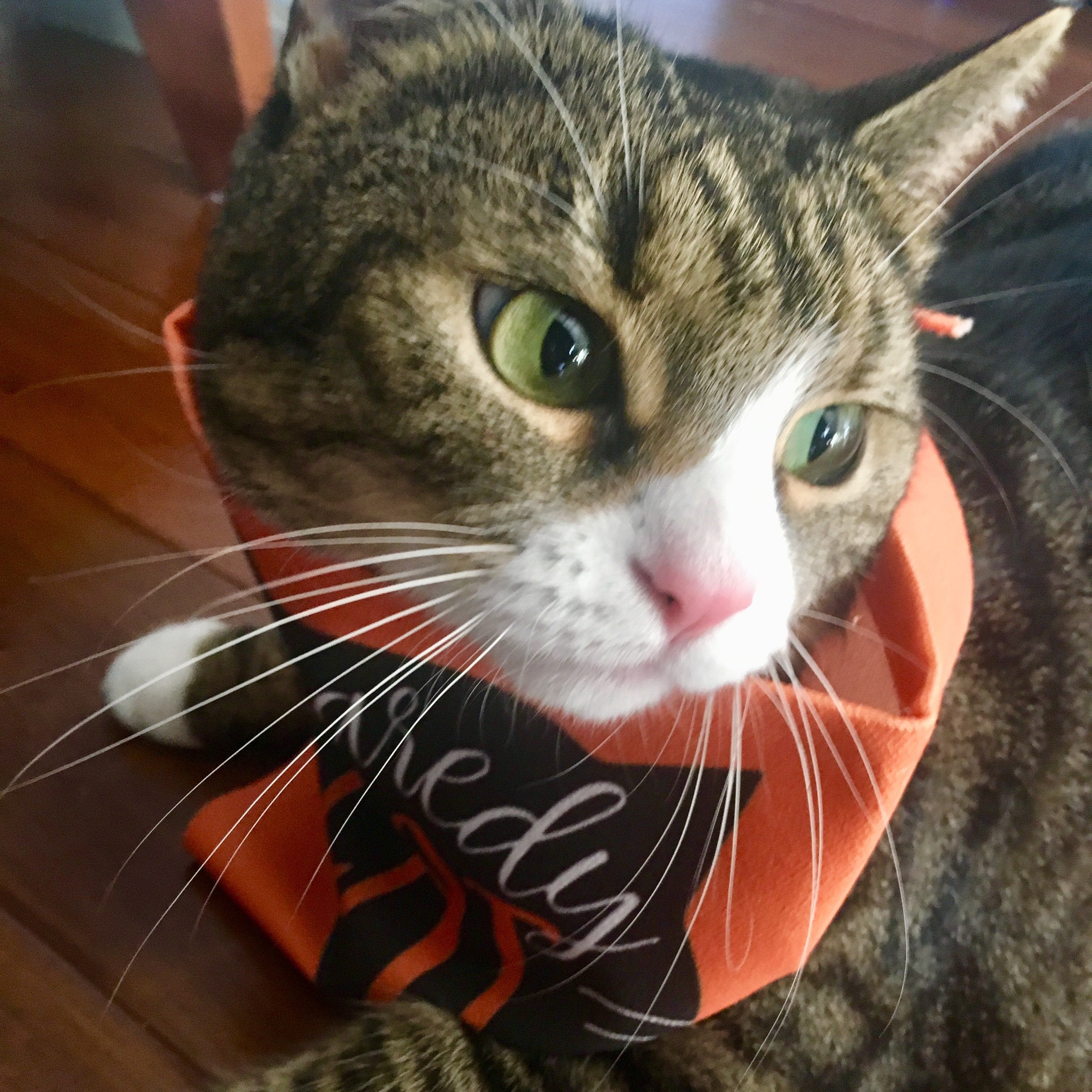 Halloween Cat Costumes, Cat Bandana Collar Featuring The Words Scaredy Cat Printed On The Front