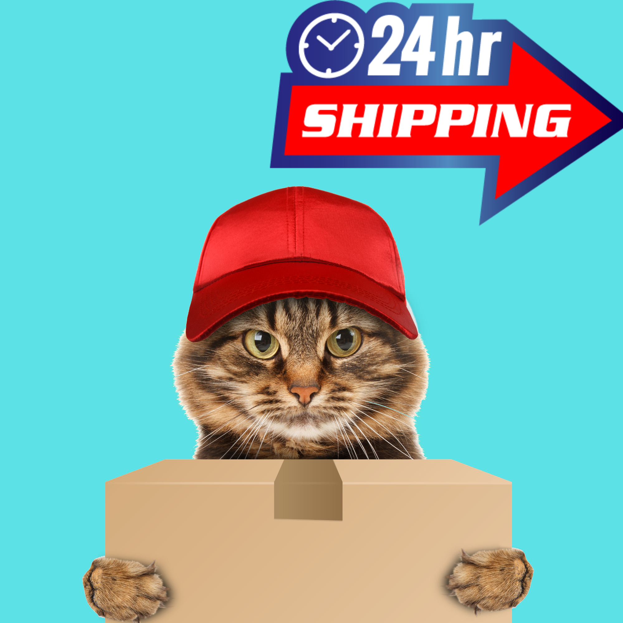 Shop Cat Lover Gifts That Ship in 24 Hours