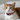 Calico cat wearing a colorful collar on a white background