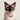 The Shortcake Cat Bow Tie