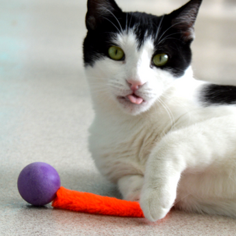 Wiggly Ball Cat Toy