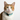 You're My Cupcake Cat Collar