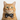 Orange cat wearing a black bow tie with white paw prints on a light gray background