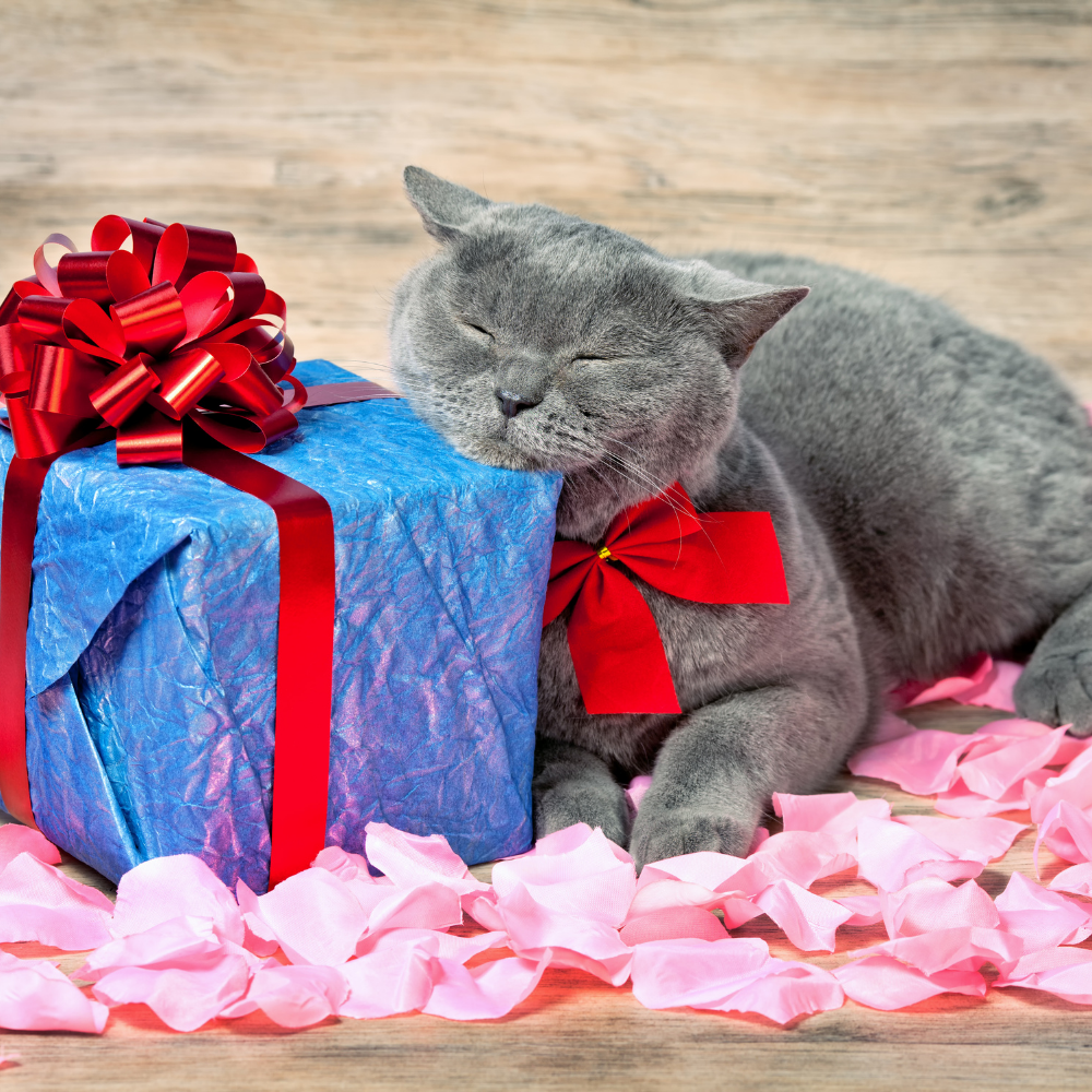 Gift Rapp Gift Wrap – Purrs and Whiskers