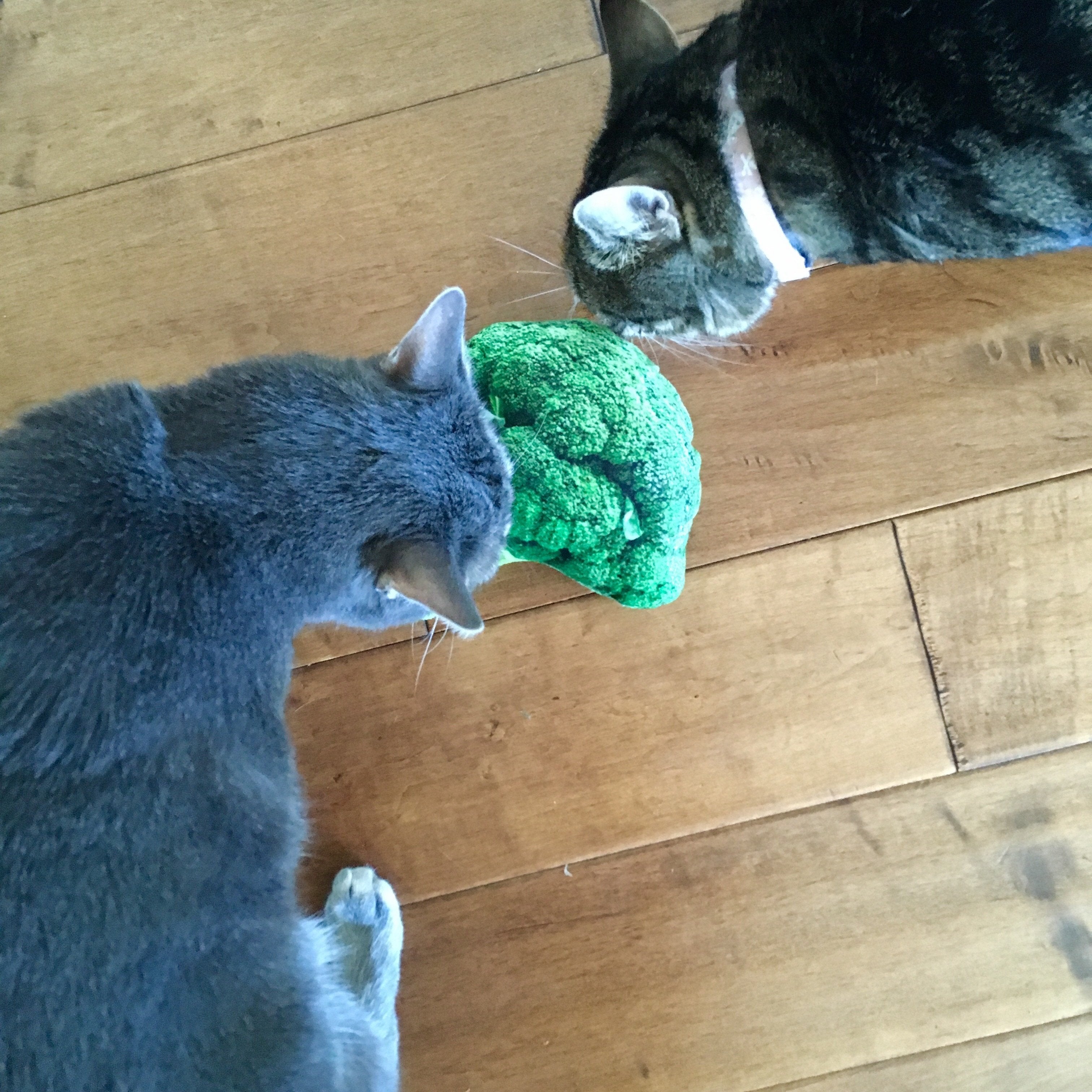 Unique Cat Toys, Broccoli Cat Toy
