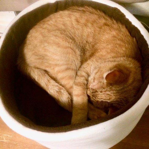 Unique Cat Beds, Cat Bed in the Shape of a Coffee Mug Handmade from Extra Soft Fleece